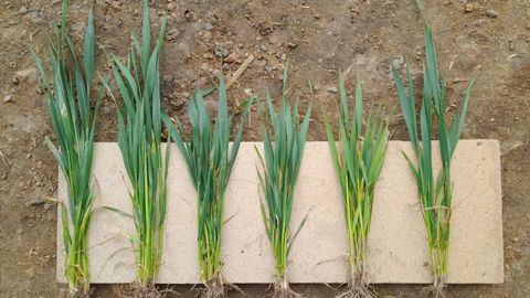 Cette photo issue de la plateforme dans la Sarthe illustre bien l'effet de la fertilisation localisée au semis sur la biomasse du blé. De gauche à droite : semis direct avec starter, TCS avec starter, TCS sans starter, SD sans starter, témoin non fertilisé, et pratique agriculteur. Cette photo issue de la plateforme dans la Sarthe illustre bien l'effet de la fertilisation localisée au semis sur la biomasse du blé. De gauche à droite : semis direct avec starter, TCS avec starter, TCS sans starter, SD sans starter, témoin non fertilisé, et pratique agriculteur.